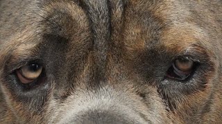 BIG SCARY Cane Corso Dog