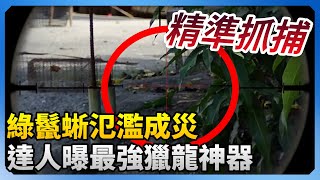 綠鬣蜥之亂！達人曝「最強獵龍神器」　抓捕全紀錄網讚：辛苦了！@ChinaTimes