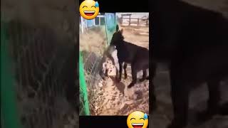 Encounter Between Hyena And Donkey #animals #fun #nature #wildlife #shorts