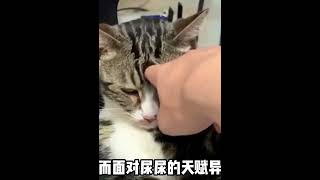 戏精狸花猫尿尿，靠脾气暴躁圈粉千万，连续七年和铲屎官相爱相杀 #007