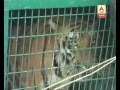 tiger caged in at kultali