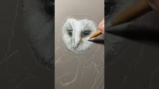 Barn Owl Drawing in coloured pencils