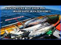 REZEKI AWAL TAHUN GASAK TENGGIRI GUNA BOT ANGIN (IB).!! INFLATABLE BOAT FISHING MALAYSIA..VLOG [014]