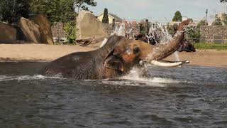 Het is zomer in ARTIS