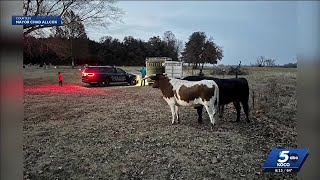 'Kinda weird': Longhorns roam Choctaw cemetery, sparking community roundup