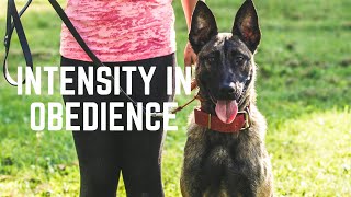 How to Build Power \u0026 Intensity in Obedience Using Frustration | Grassroots K9