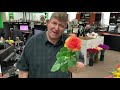 jftv jet fresh flower growers new rose varieties with mike