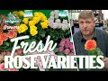 JFTV: Jet Fresh Flower Growers - New Rose Varieties with Mike