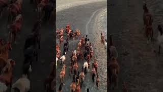 Mesmerizing Horses Galloping Through the Countryside! 🐎🌾 #nature #wildlife