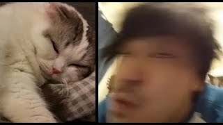 白モフ猫にオリジナル曲歌ってあげた（猫目線映像入り）