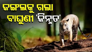 Tigress Zeenat Released into Dense Forest of Similipal Tiger Reserve