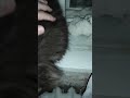 Явился поздней ночью и в окно постучался knocked on the window at night