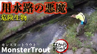 【信州安曇野】悲報　この後、落ちます！用水路釣りでブラウントラウト狙う！Trout Fishing pure air and water