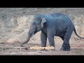 ep 493 วัยรุ่นหน้าใหม่ ไม่มีใครเคยเห็น เขาใหญ่ elephant wildlife travel nature ช้าง