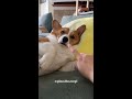 sleepy corgi in bed