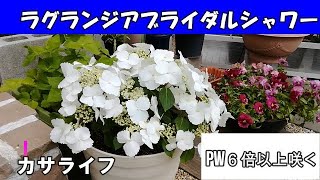 【ガーデニング】PWラグランジアブライダルシャワー母の日