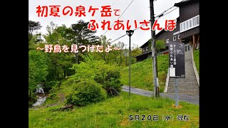 【自宅学習支援】Vol 19 泉ケ岳でふれあい散歩 Vol 5（野鳥編）