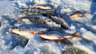 Poledinė žvejyba Sausio mėnesį. Kuojos ir ešeriai || NEI ŽVYNO