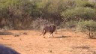 lion at madikwe sa