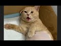 Chị mèo chuẩn bị đẻ em bé - The cat is about to give birth to a baby.#shorts