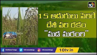 15 అడుగులు పెరిగే దేశీ వరి రకం \