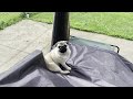 Pug Henry is upset