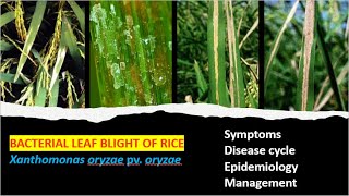 Bacterial Blight of Rice, Cause, Symptoms, Cycle and Management Approaches