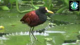 Amazing Costa Rican Water Birds!