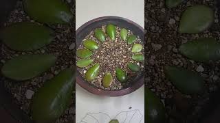 염좌 잎꽂이로 간단하게 번식하기 Breeding simply with sprained leaf arrangement