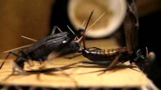 Japanese Bell Crickets mating スズムシの交尾