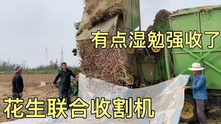 农村小伙家的花生收获了，大型联合收割机，湿也等不及了，收吧