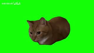 Boing boing cat green screen