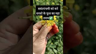 बसंतपंचमी पर सरसों के फूल का उपाय #shripanditpradeepmisraji #facts #katha #upye #panditpradeepmishra