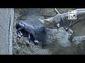 Black Rhino Calf Kendi Update - Cincinnati Zoo