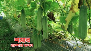 যাদু শসার বাম্পার ফলন | শীতের সেরা জাত