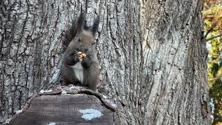 エゾリスのお食事