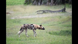 Wild Dogs vs Antelope