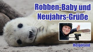 Robben-Baby und Neujahrs-Grüße (Helgoland)