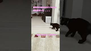 大好きなキジトラさんを待ち伏せして､､､#shorts #cat #保護猫