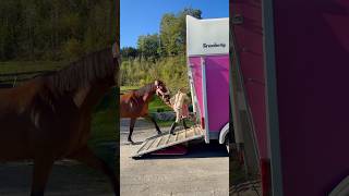 Ella \u0026 Tarzan😍 Horse trailer loading❤️ #shorts #horse #equestrian