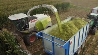 Corn Silage 2023 - Mega trincea mais secondo raccolto 🌽 - Az. Agr. Giustetto F.lli - Carignano (TO)