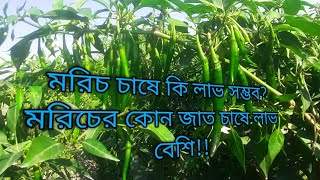 মরিচ চাষে কি লাভ সম্ভব?মরিচের কোন জাত চাষে লাভ বেশি!!