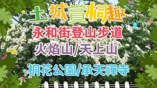 2023土城桐花祭(Tung Blossom Festival) 賞桐趣:永和街登山步道/火焰山/天上山/桐花公園/承天禪寺走一回,記錄行程中桐花雪景(五月雪)