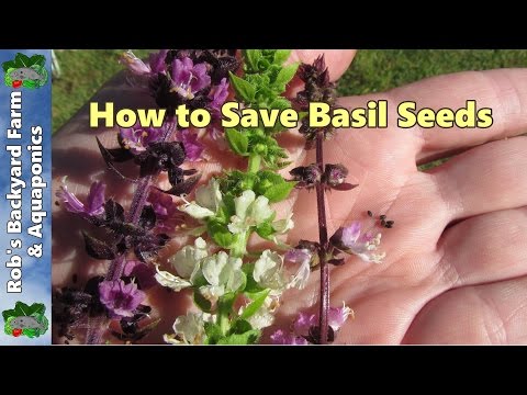 How to Save Basil Seeds How to Save Basil Seeds