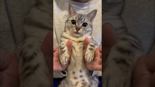 【猫動画】とにかく可愛い猫/funny cat #shorts