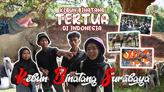 [VLOG #8] YANG ADA DI KEBUN BINATANG TERTUA DAN PALING MENARIK SE-INDONESIA! Kebun Binatang Surabaya