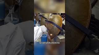 鲎作为地球上的活化石，为什现在不想繁衍后代了？ #鲎 #动物解说