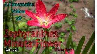 Zephyranthes Minuta🌼 Flower's A Cinematic Video|| Rain Lily Flowers Video with Mobile ||Avishek Jr