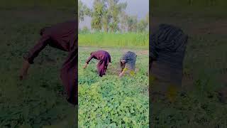 Village woman hard work #farming #donkeyvillage #funnyanimal #happyvillageroutine #villagelife