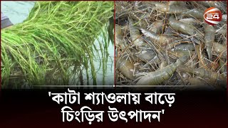 'ঘেরে কাটা শ্যাওলার কারণে চিংড়ি উৎপাদন বাড়ে দেড় থেকে দুই গুণ' | Channel 24